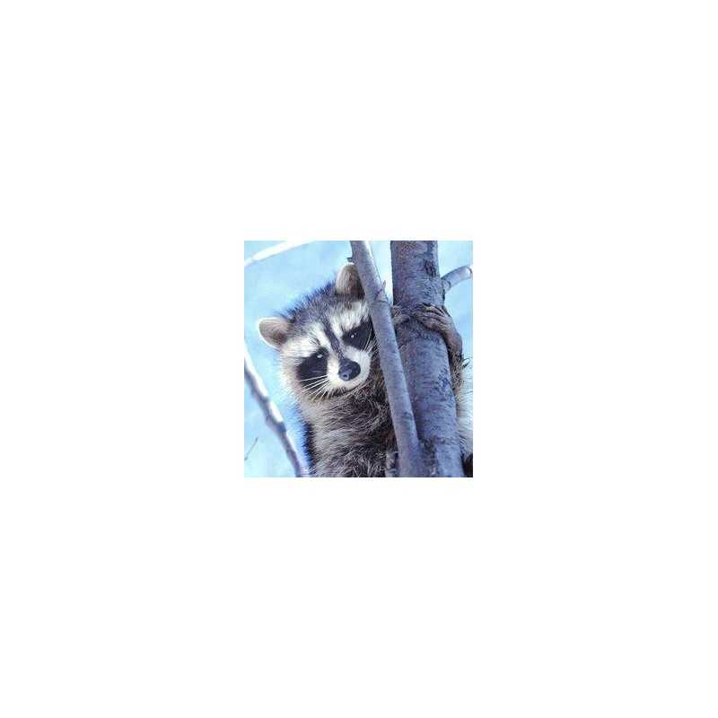 Raccoon (wasbeer)Etherische oliën/aromatherapie8717624994319