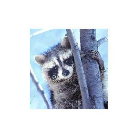 Raccoon (wasbeer)Etherische oliën/aromatherapie8717624994319