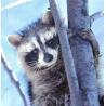 Raccoon (wasbeer)Etherische oliën/aromatherapie8717624994319