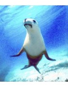 Seal (zeehond)Etherische oliën/aromatherapie8717624994357