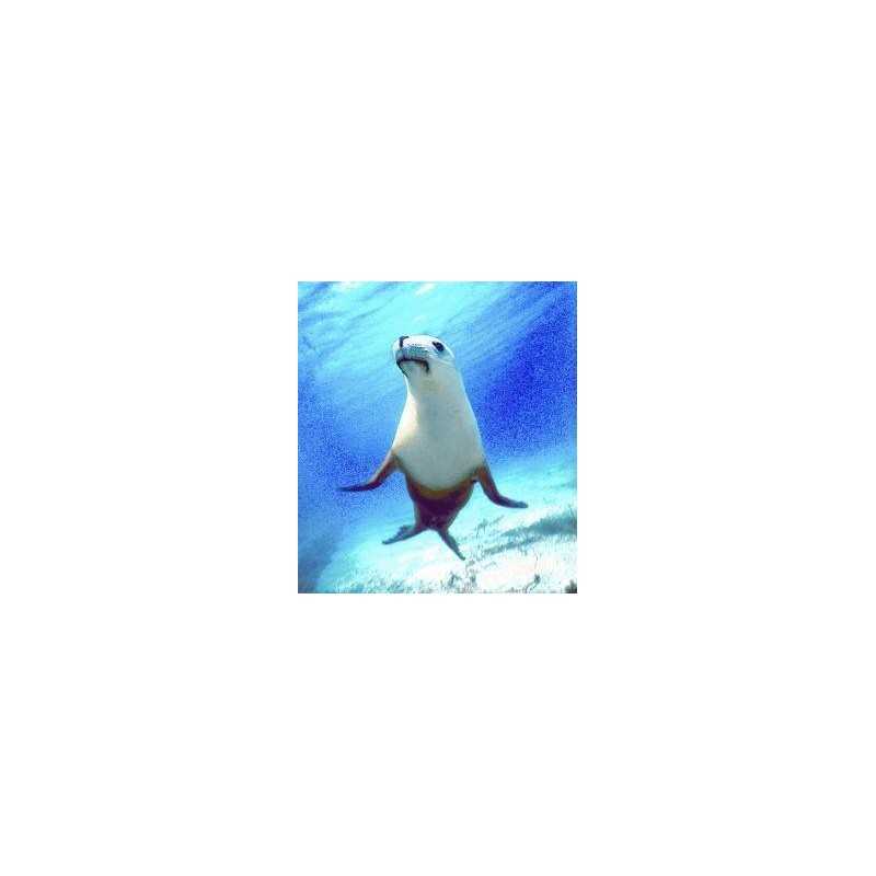 Seal (zeehond)Etherische oliën/aromatherapie8717624994357