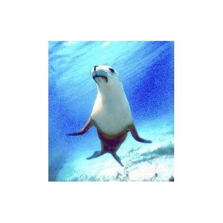 Seal (zeehond)Etherische oliën/aromatherapie8717624994357