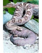 Snake (slang)Etherische oliën/aromatherapie8717624994364