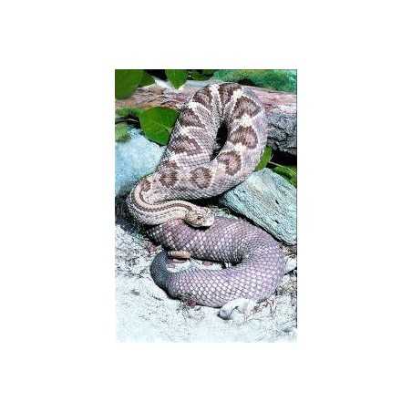 Snake (slang)Etherische oliën/aromatherapie8717624994364