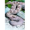 Snake (slang)Etherische oliën/aromatherapie8717624994364