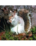 Squirrel (eekhoorn)Etherische oliën/aromatherapie8717624994388