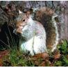 Squirrel (eekhoorn)Etherische oliën/aromatherapie8717624994388