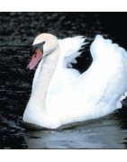 Swan (zwaan)Etherische oliën/aromatherapie8717624994395