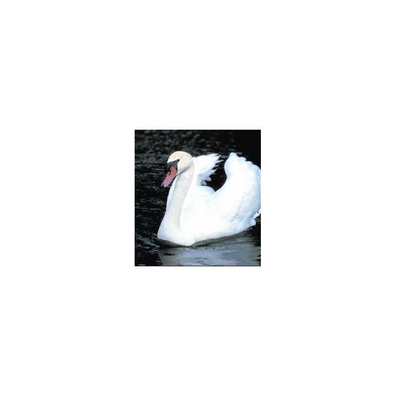 Swan (zwaan)Etherische oliën/aromatherapie8717624994395