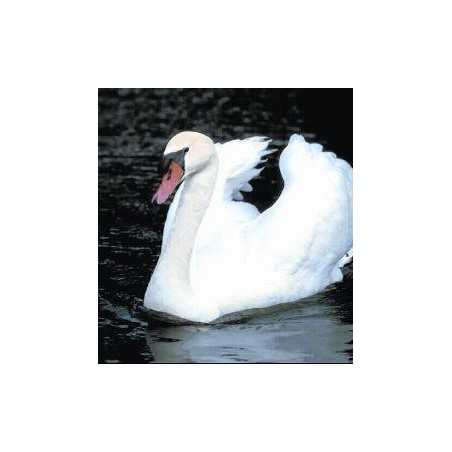 Swan (zwaan)Etherische oliën/aromatherapie8717624994395