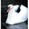 Swan (zwaan)Etherische oliën/aromatherapie8717624994395