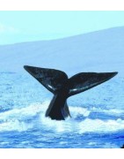 Whale (walvis)Etherische oliën/aromatherapie8717624994425