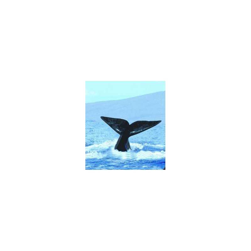 Whale (walvis)Etherische oliën/aromatherapie8717624994425