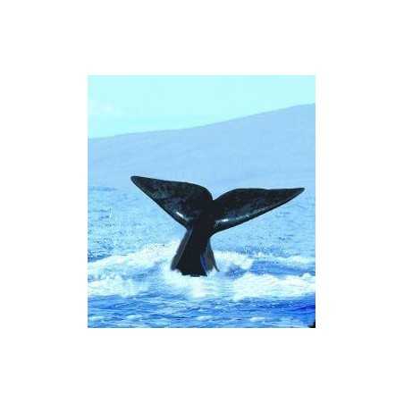 Whale (walvis)Etherische oliën/aromatherapie8717624994425