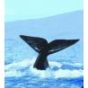 Whale (walvis)Etherische oliën/aromatherapie8717624994425