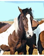 Wild horse (wild paard)Etherische oliën/aromatherapie8717624994432