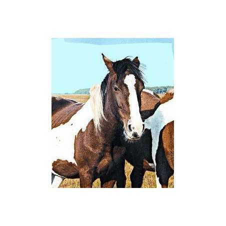 Wild horse (wild paard)Etherische oliën/aromatherapie8717624994432