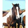 Wild horse (wild paard)Etherische oliën/aromatherapie8717624994432