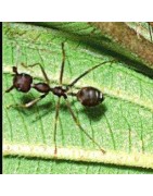 Ant (mier)Etherische oliën/aromatherapie8717624994470