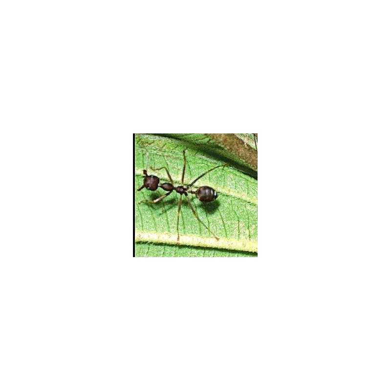 Ant (mier)Etherische oliën/aromatherapie8717624994470