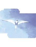 Arctic tern (noordse stern)Fytotherapie8717624994487