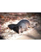 Armadilla (gordeldier)Etherische oliën/aromatherapie8717624994494