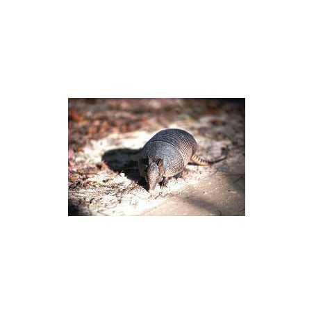 Armadilla (gordeldier)Etherische oliën/aromatherapie8717624994494