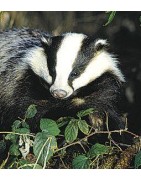 Badger (das)Etherische oliën/aromatherapie8717624994500