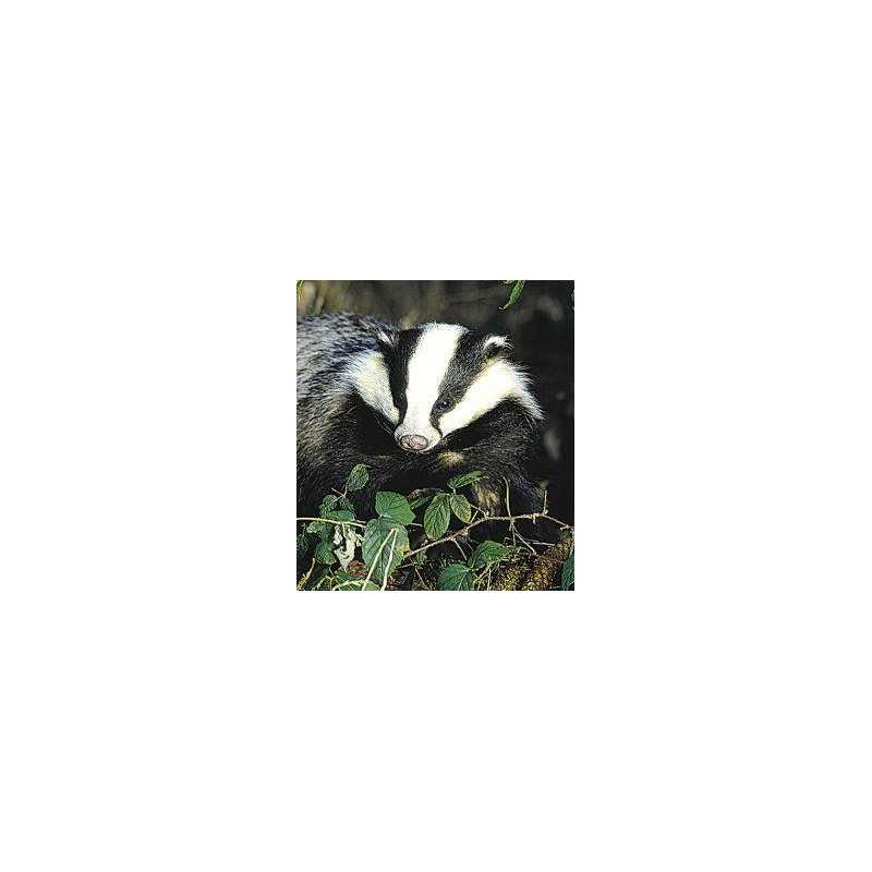 Badger (das)Etherische oliën/aromatherapie8717624994500