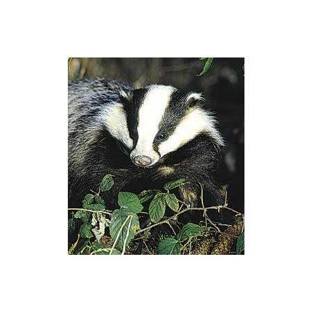 Badger (das)Etherische oliën/aromatherapie8717624994500