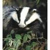 Badger (das)Etherische oliën/aromatherapie8717624994500