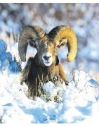 Bighorn sheep (schaap)Etherische oliën/aromatherapie8717624994517