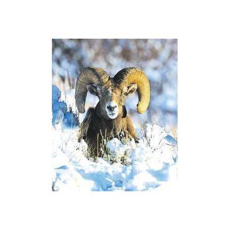 Bighorn sheep (schaap)Etherische oliën/aromatherapie8717624994517