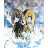 Bighorn sheep (schaap)Etherische oliën/aromatherapie8717624994517