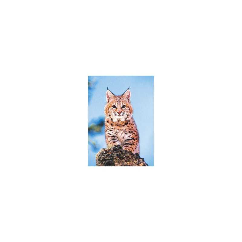 Bobcat (Amerikaanse lynx)Etherische oliën/aromatherapie8717624994524