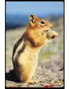 Chipmunk (gestreepte eekhoorn)Etherische oliën/aromatherapie8717624994531