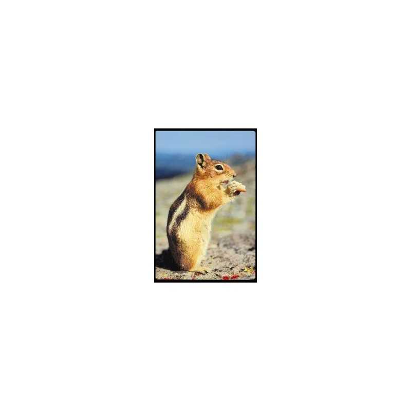 Chipmunk (gestreepte eekhoorn)Etherische oliën/aromatherapie8717624994531