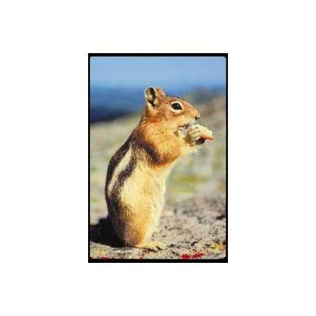 Chipmunk (gestreepte eekhoorn)Etherische oliën/aromatherapie8717624994531