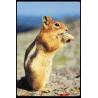 Chipmunk (gestreepte eekhoorn)Etherische oliën/aromatherapie8717624994531