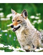 Coyote (prairiewolf)Etherische oliën/aromatherapie8717624994548