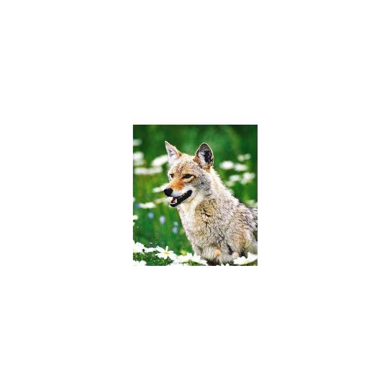 Coyote (prairiewolf)Etherische oliën/aromatherapie8717624994548