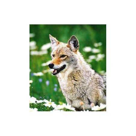 Coyote (prairiewolf)Etherische oliën/aromatherapie8717624994548