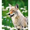 Coyote (prairiewolf)Etherische oliën/aromatherapie8717624994548