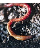 Earthworm (aardworm)Etherische oliën/aromatherapie8717624994555