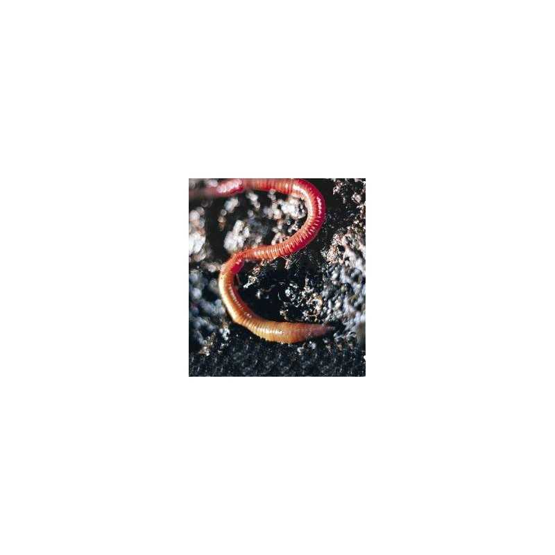 Earthworm (aardworm)Etherische oliën/aromatherapie8717624994555