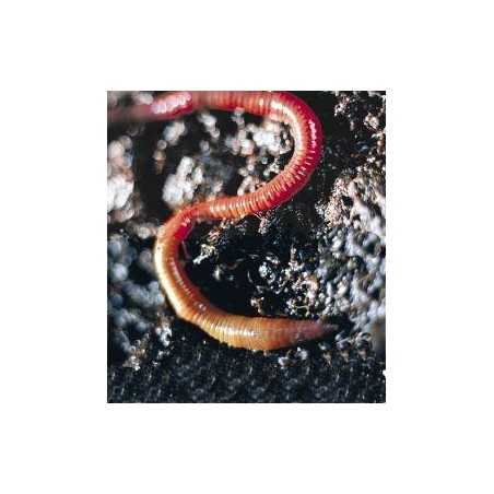 Earthworm (aardworm)Etherische oliën/aromatherapie8717624994555