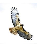 Hawk (havik)Etherische oliën/aromatherapie8717624994593