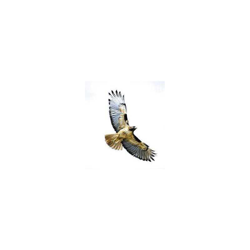 Hawk (havik)Etherische oliën/aromatherapie8717624994593