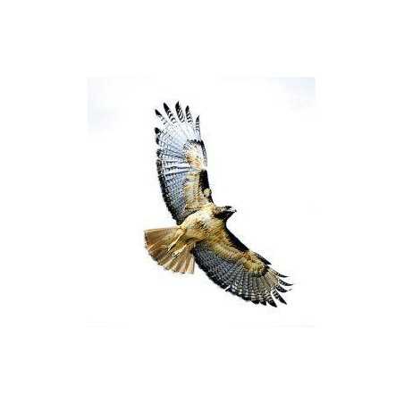 Hawk (havik)Etherische oliën/aromatherapie8717624994593