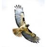 Hawk (havik)Etherische oliën/aromatherapie8717624994593